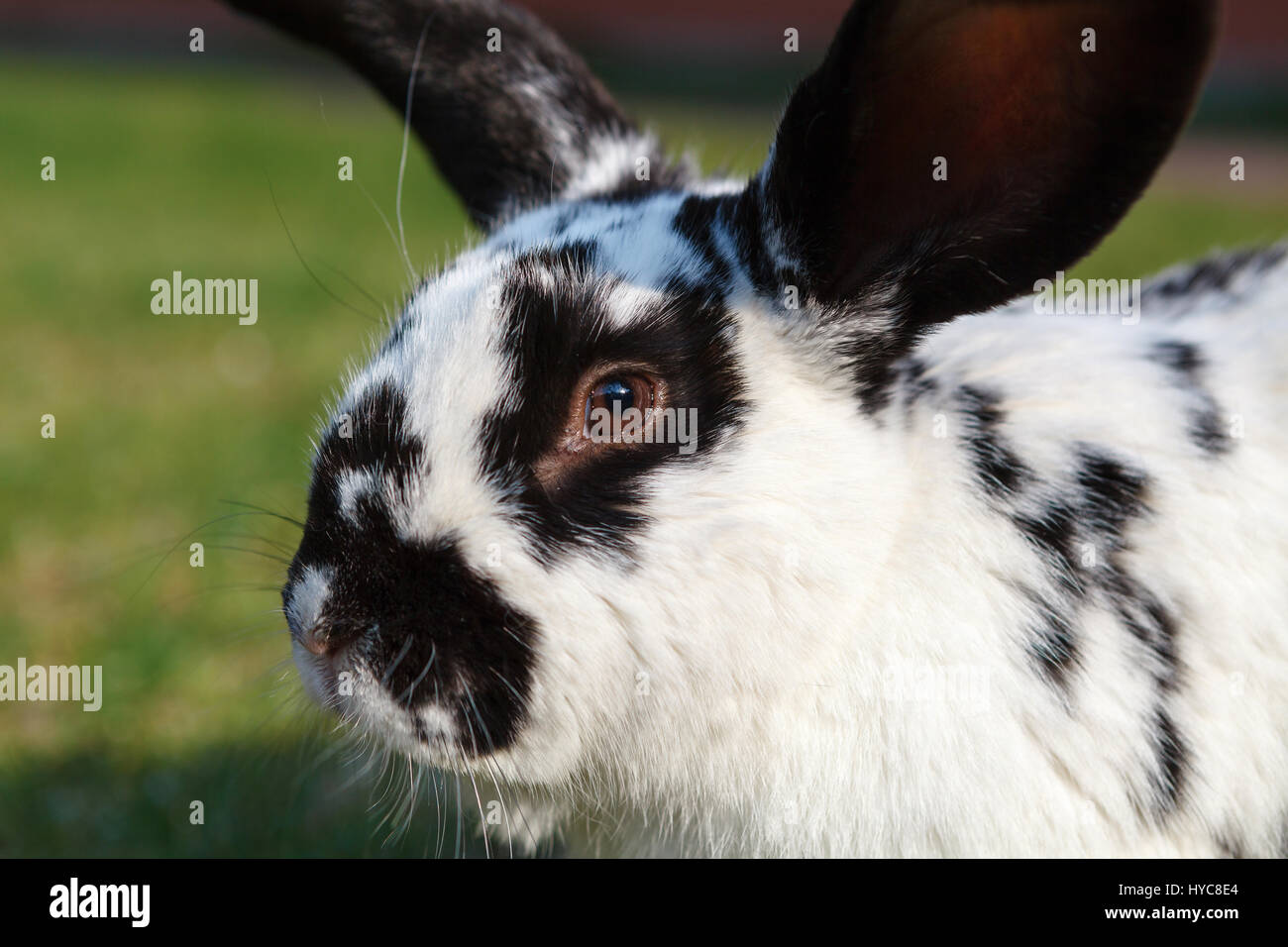 A scacchi coniglio gigante Foto Stock