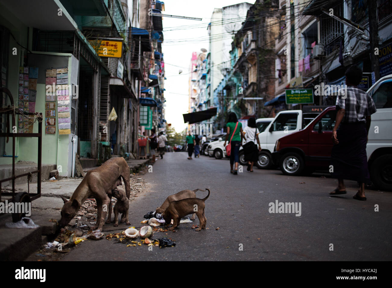 I cani di mangiare sulla strada, Yangon, MYANMAR Birmania Foto Stock