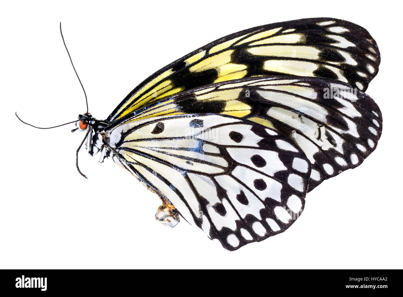 Malabar ninfa struttura butterfly (Idea malabarica) Foto Stock