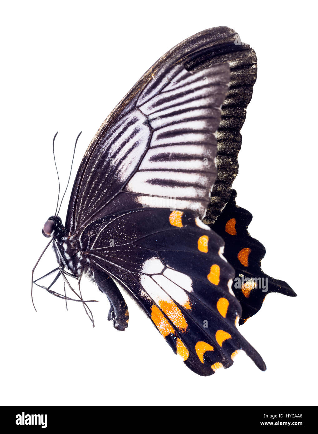 Una femmina di comune farfalla Mormone, Papilio polytes Foto Stock