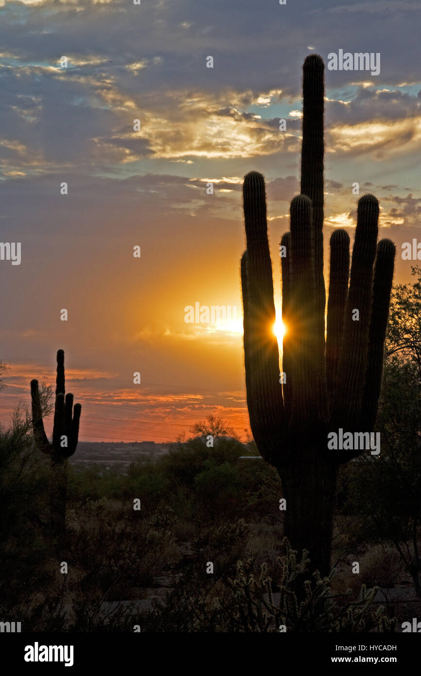 Cactus tramonto, Arizona, Stati Uniti d'America Foto Stock