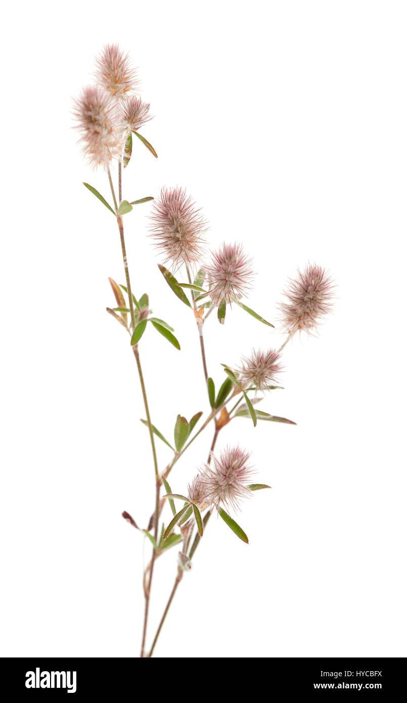 La flora di Gran Canaria - Trifolium arvense, lepre piede trifoglio, isolato su bianco Foto Stock