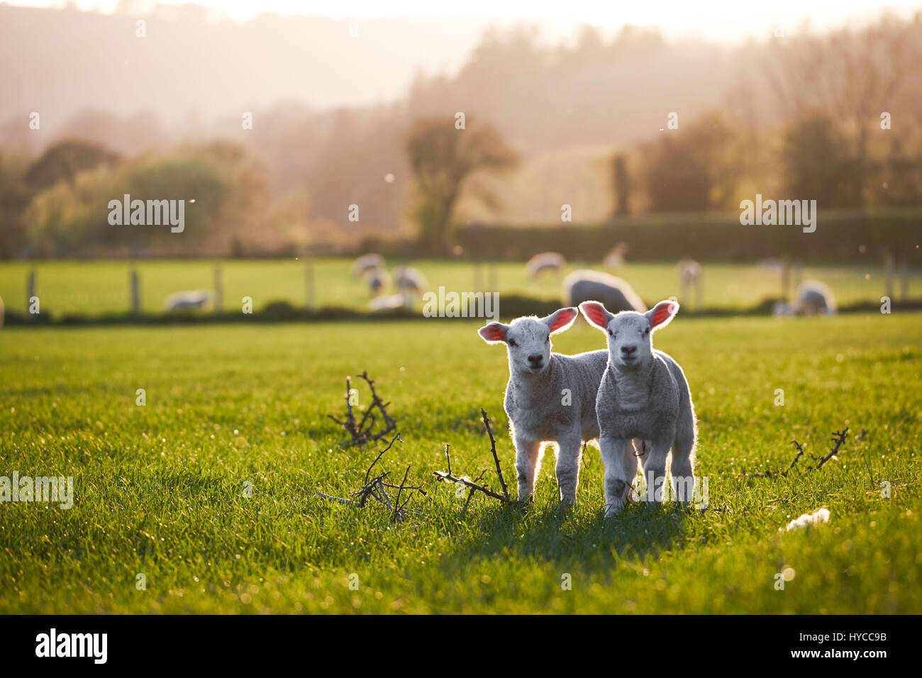 Gli agnelli in una giornata di sole Foto Stock