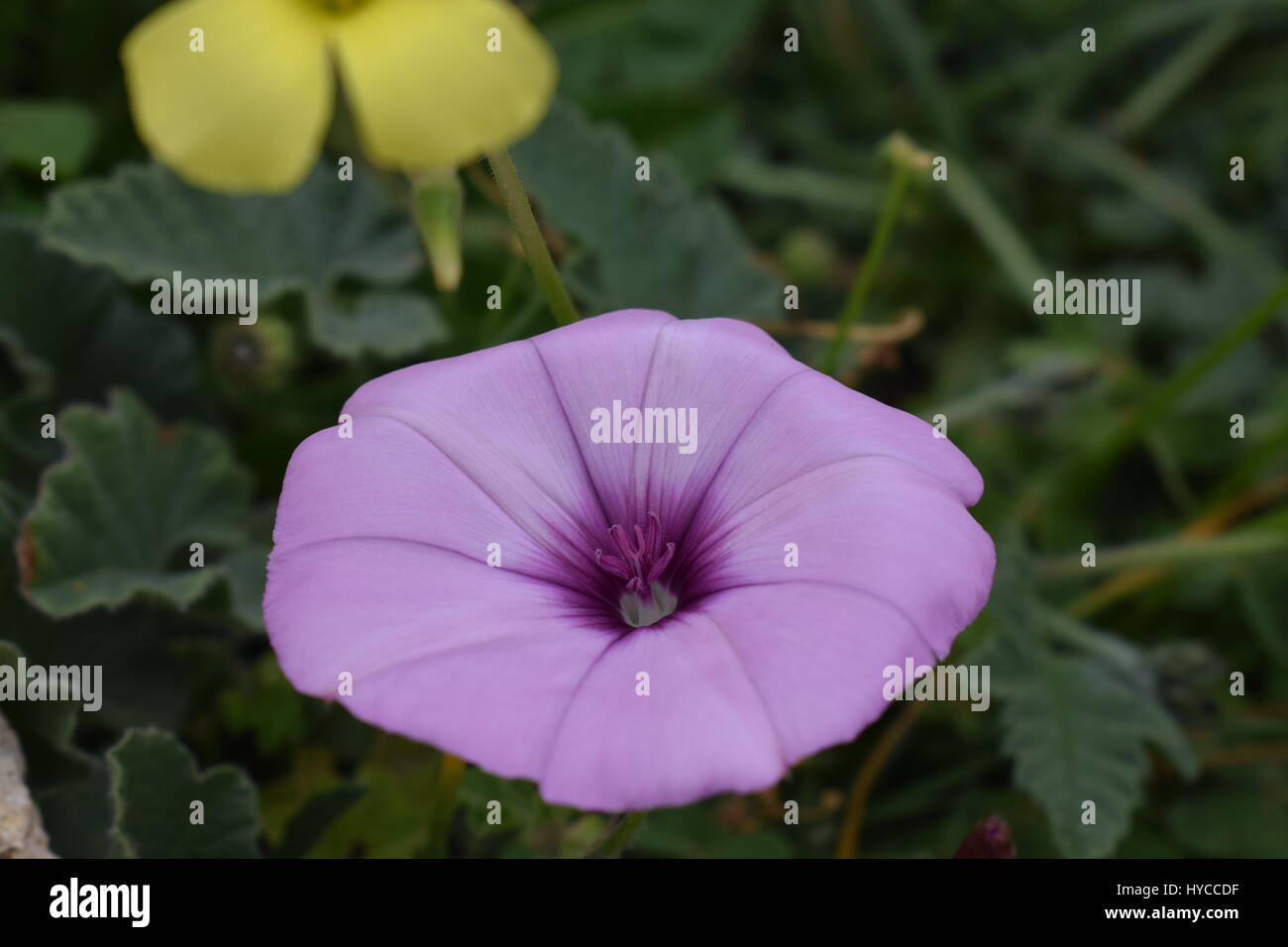 Natura fiori in Cipro Foto Stock