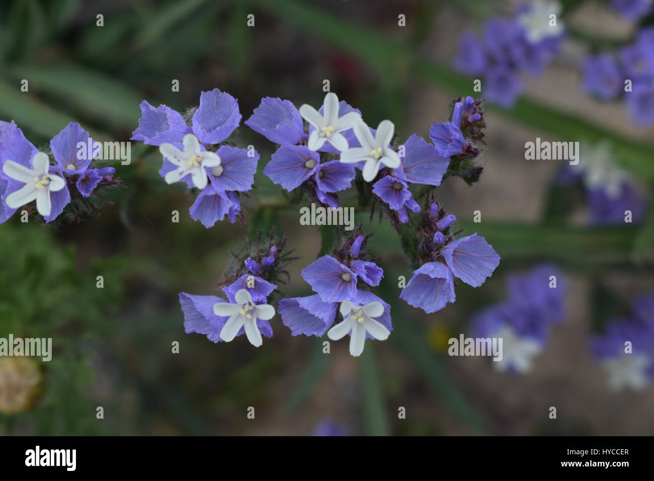 Natura fiori in Cipro Foto Stock