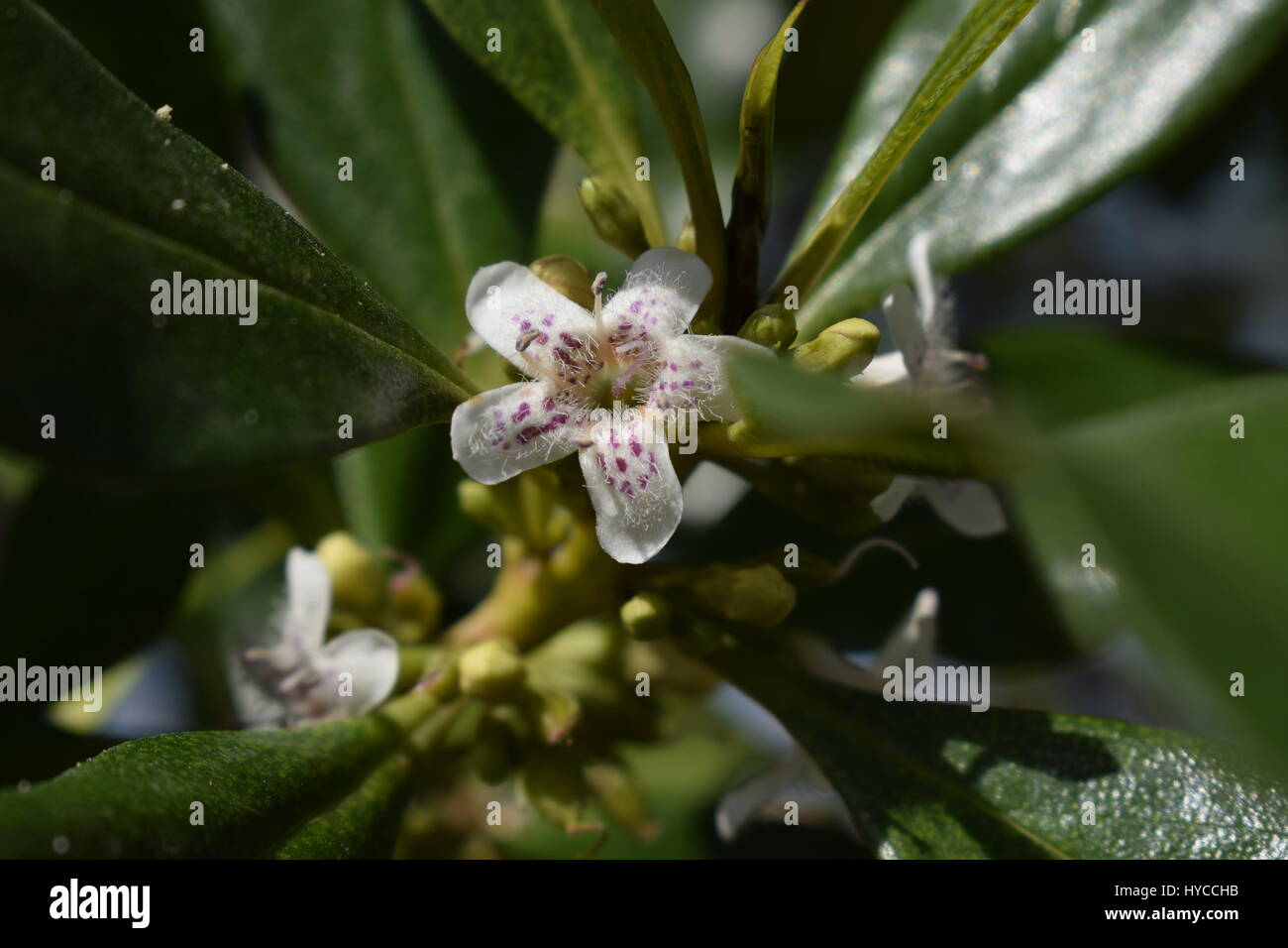 Natura fiori in Cipro Foto Stock