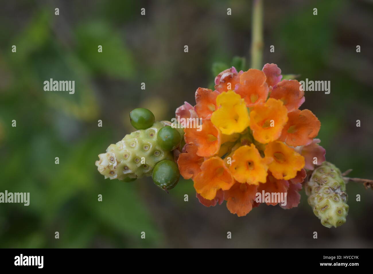 Natura fiori in Cipro Foto Stock