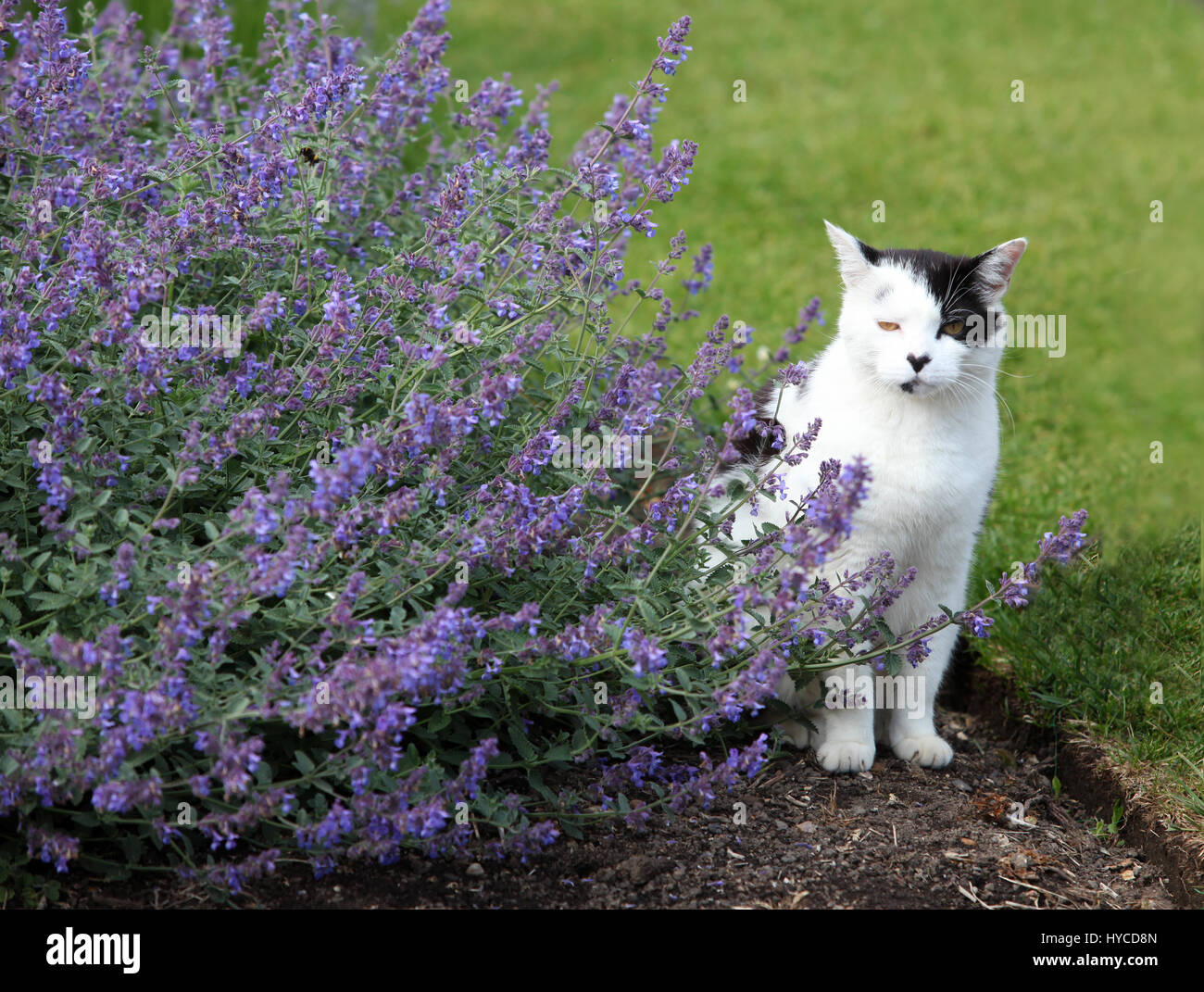 BORDE HILL GARDEN,Haywards Heath, West Sussex, RH16 1XP Foto Stock