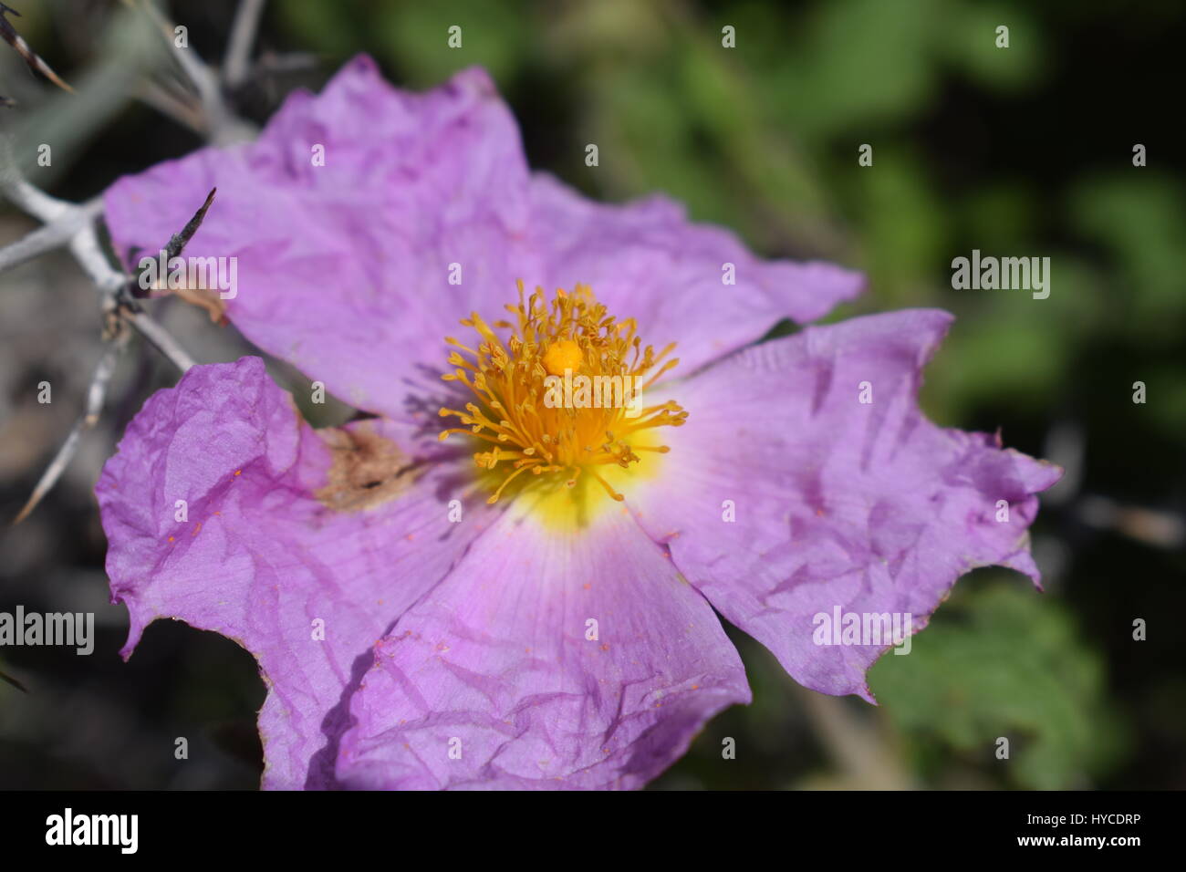 Natura fiori in Cipro Foto Stock