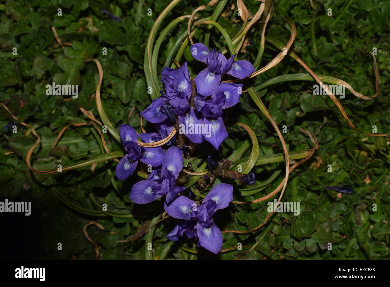 Natura fiori in Cipro Foto Stock