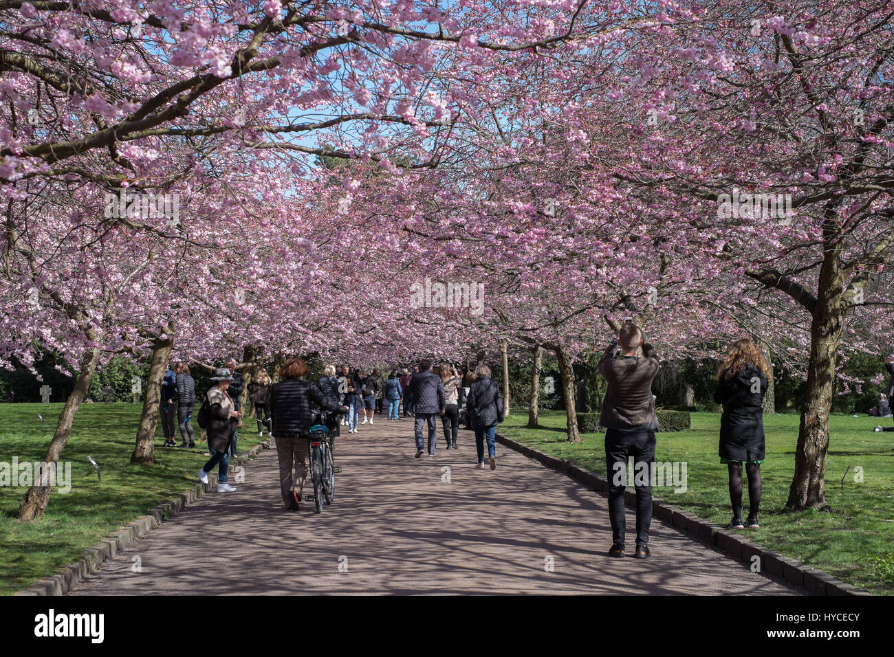 La primavera arriva in Danimarca. Una volta l'anno la gente del posto e turisti che affollano il cimitero di Bispebjerg, Copenaghen per godere del viale di rosa ciliegio fiorisce. Foto Stock