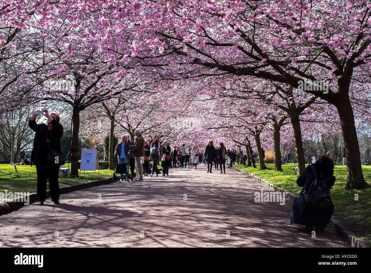 La primavera arriva in Danimarca. Una volta l'anno la gente del posto e turisti che affollano il cimitero di Bispebjerg, Copenaghen per godere del viale di rosa ciliegio fiorisce. Foto Stock