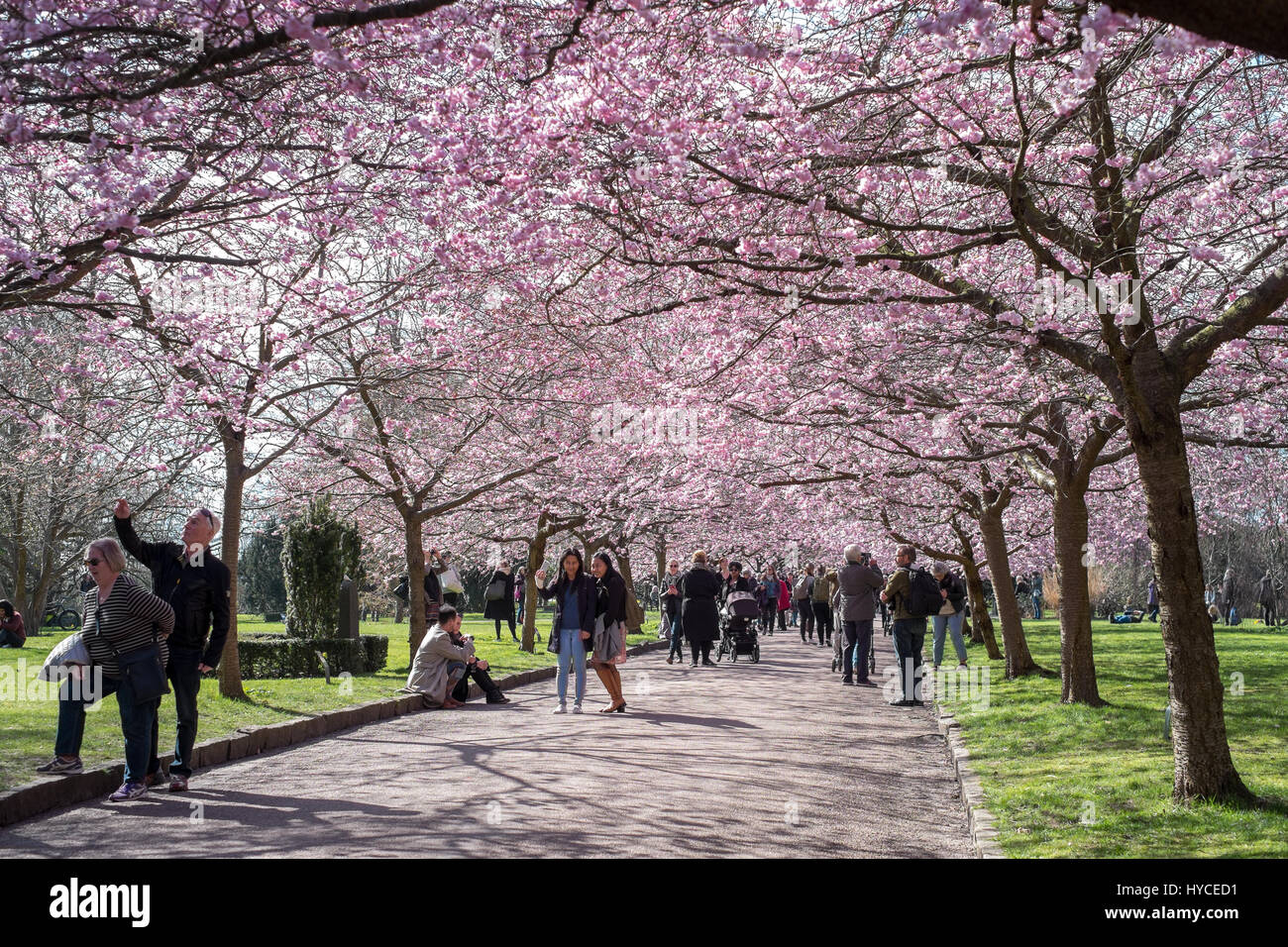 La primavera arriva in Danimarca. Una volta l'anno la gente del posto e turisti che affollano il cimitero di Bispebjerg, Copenaghen per godere del viale di rosa ciliegio fiorisce. Foto Stock