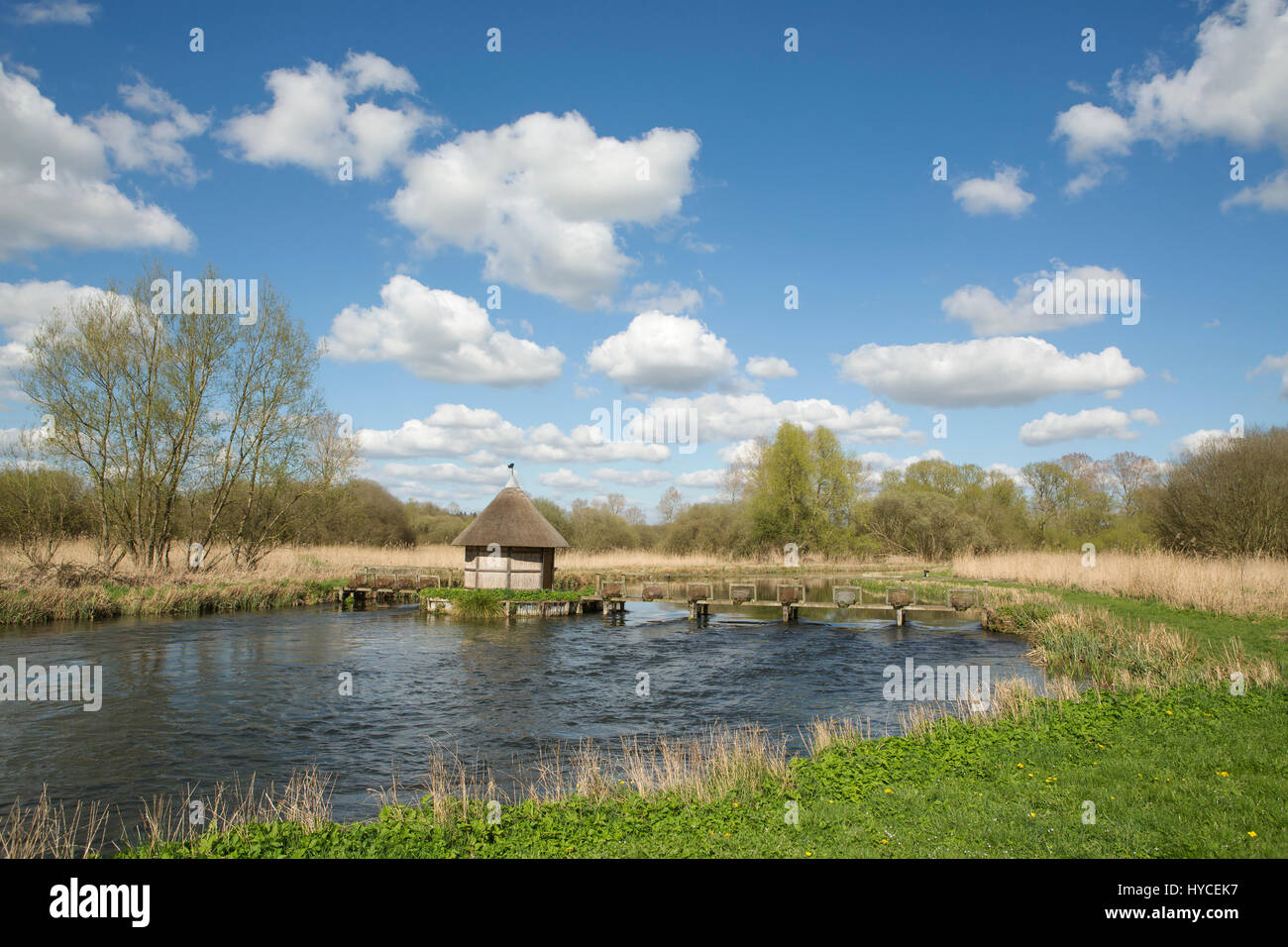 Pesca di Trote sul fiume Test in Hampshire. Punto di incrocio con cestello trappole di pesce e un pescatore del capanno. Foto Stock