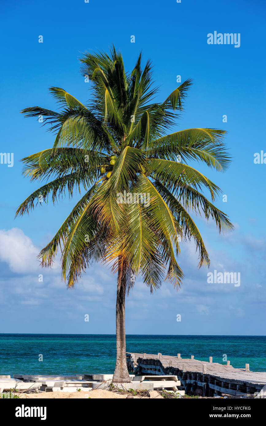 Palm Tree e il molo che si affaccia sul Mare dei Caraibi in Punta Allen, Messico nel Sian Kaan Riserva della Biosfera Foto Stock
