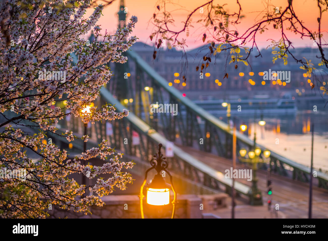 Budapest, Ungheria - la fioritura dei ciliegi in primavera con il ponte della Libertà a sfondo di sunrise Foto Stock