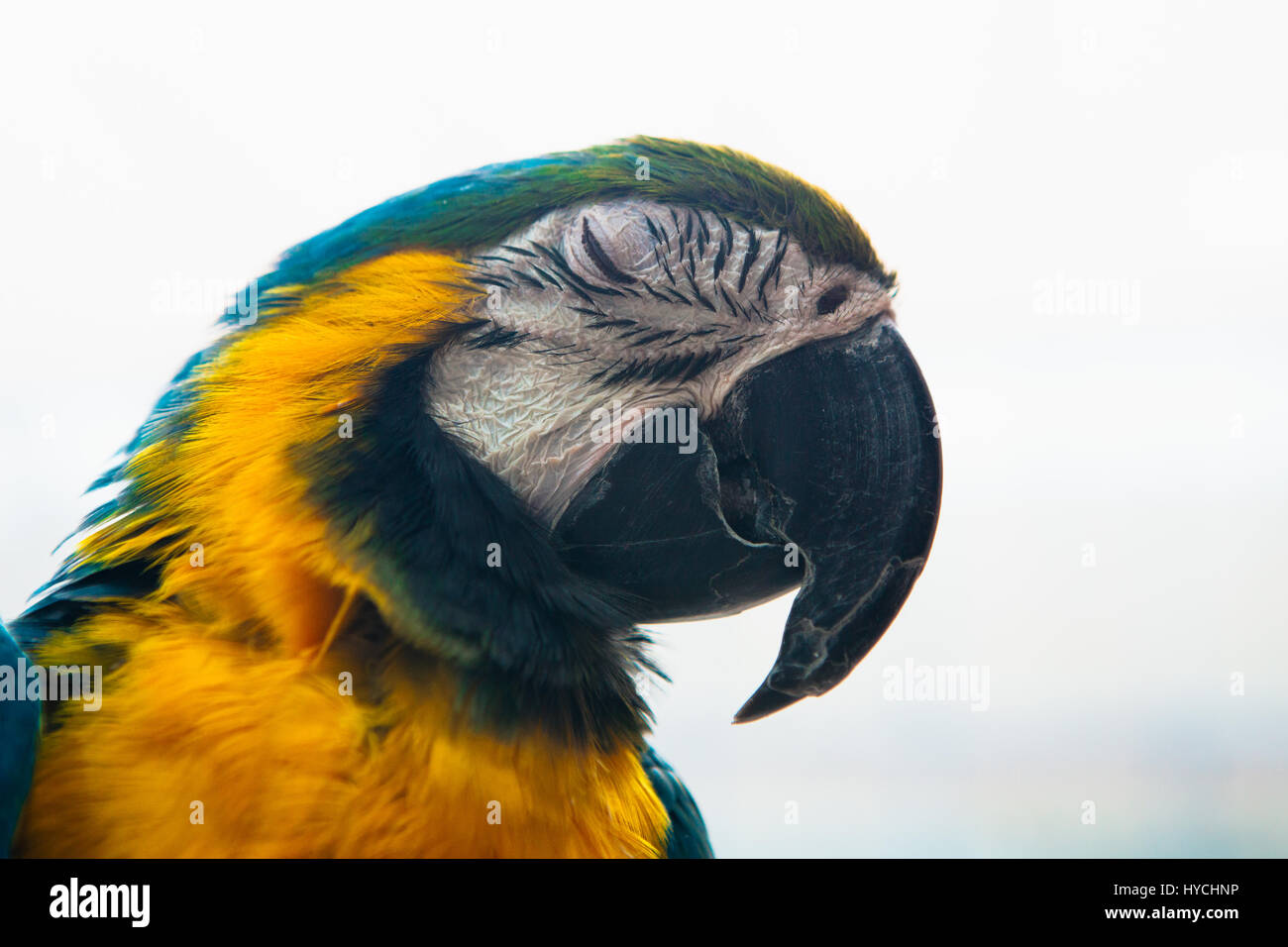 Ara pappagalli macaw blu e giallo ritratto di close-up Foto Stock
