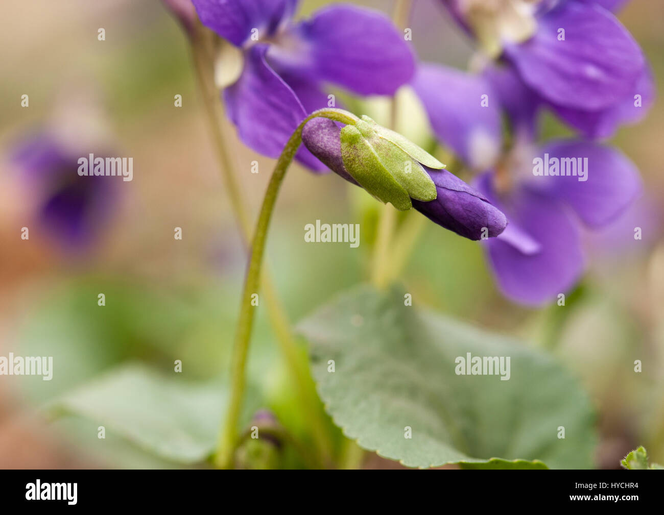 La Violetta fiori che fioriscono in primavera Foto Stock