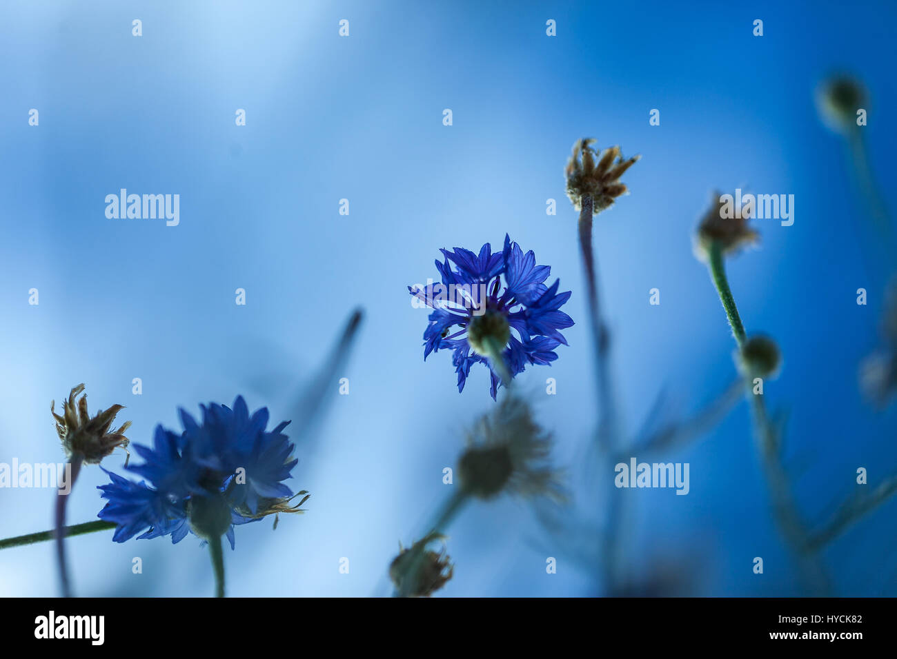 In primavera ed estate la fioritura. Violette. Extreme close-up e la profondità di campo Foto Stock