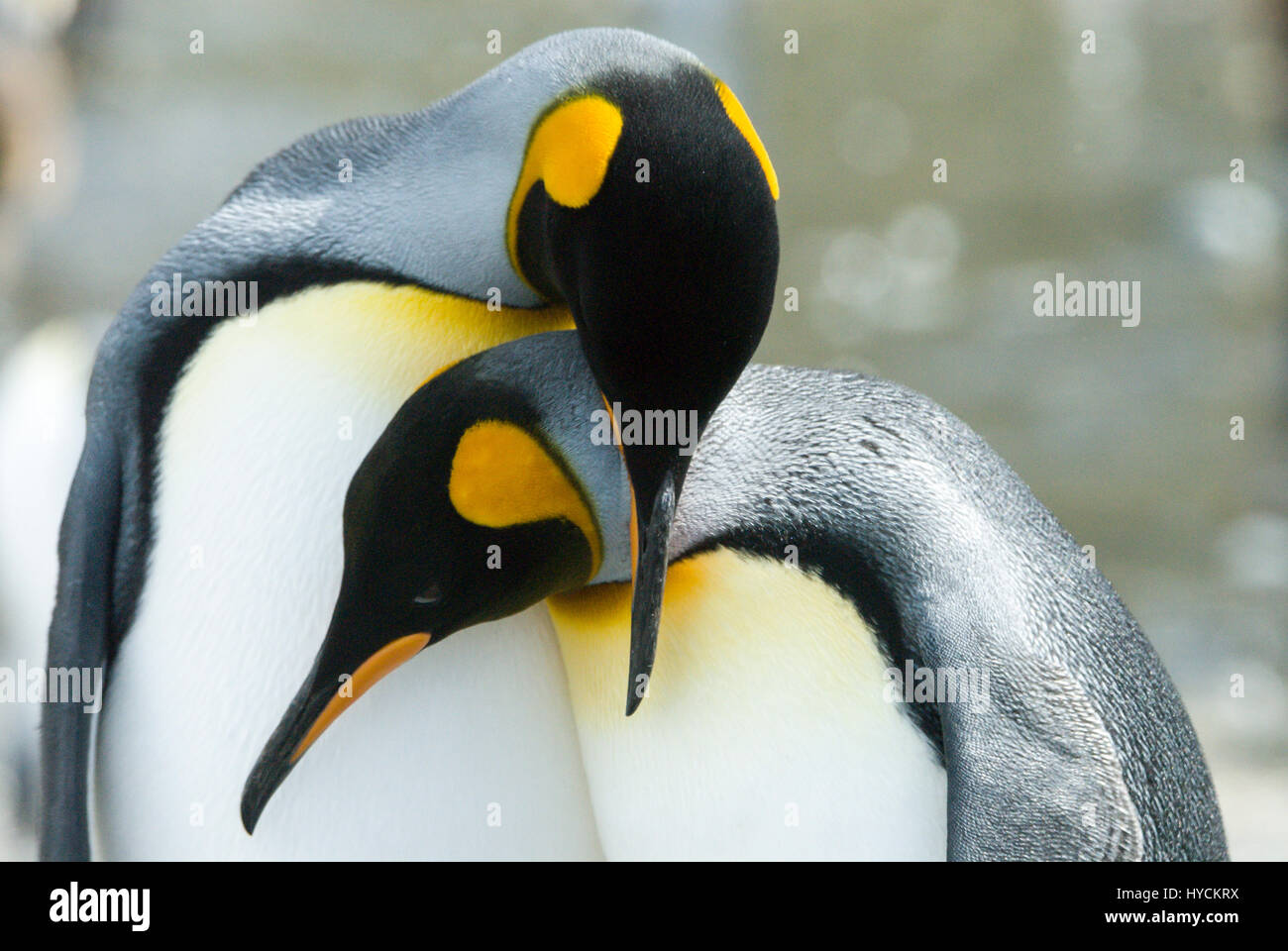 Close-up di pinguino reale guardando la fotocamera Foto Stock
