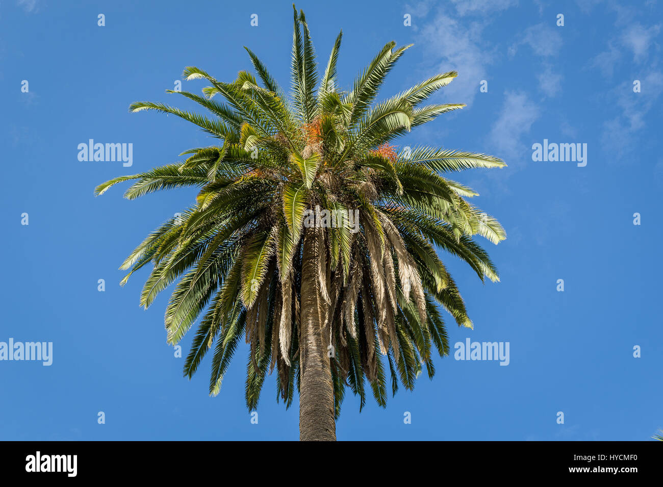 Corona di un albero di palma Foto Stock
