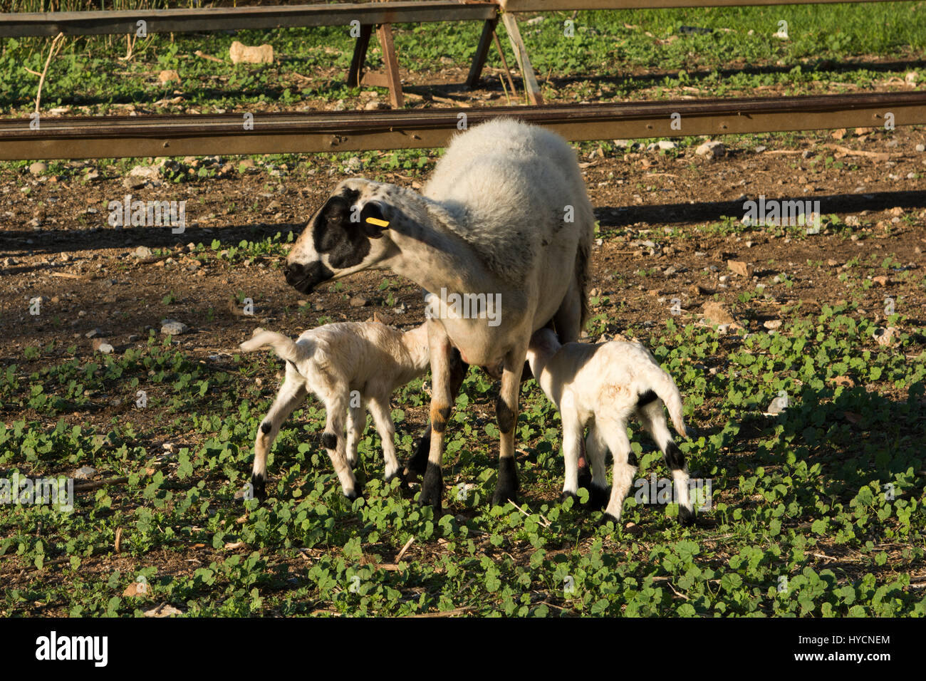 Neonato agnelli con la loro madre. Neugeborene Lämmer mit ihrer Mutter. Foto Stock