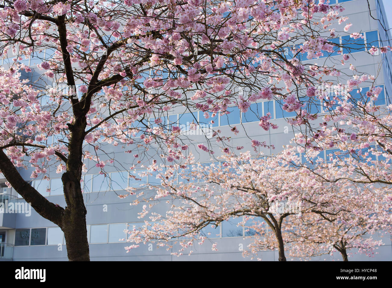 Prunus. Gli alberi di ciliegio in fiore a fine marzo. Milton Keynes, Buckinghamshire, Inghilterra Foto Stock