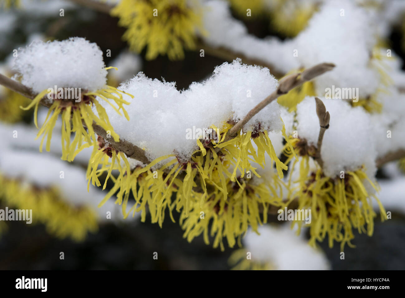 Hamamelis x intermedia 'pallida' Foto Stock