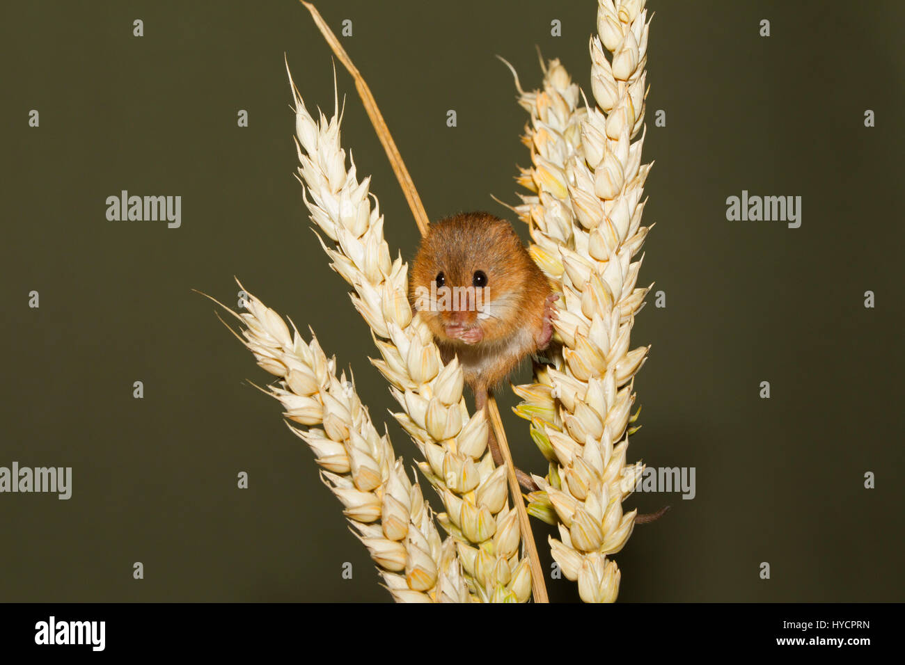 Harvest Mouse, Micromys minutus, singolo adulto seduto su spighe di grano. (Prigioniero) Foto Stock