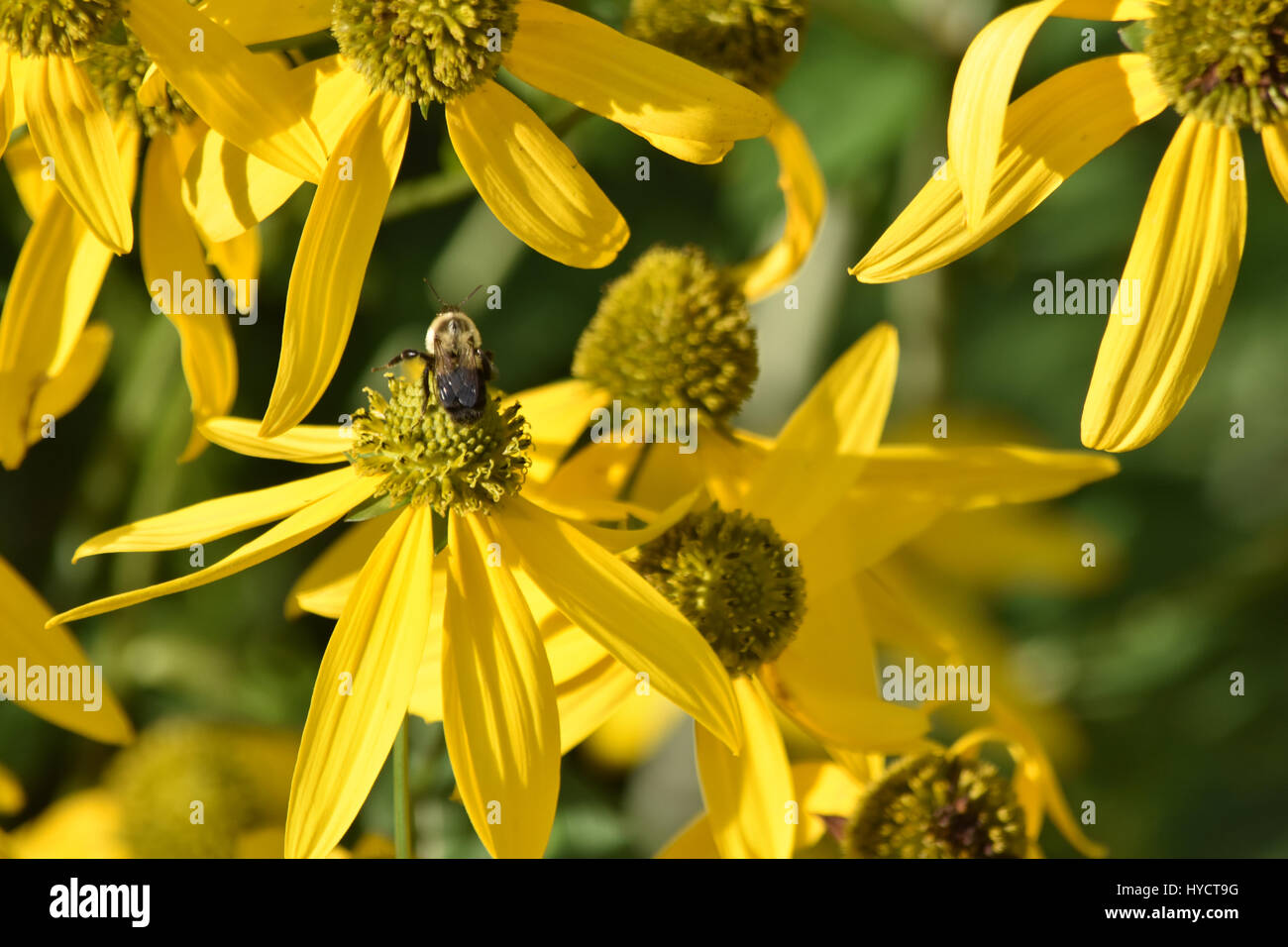 Giallo con fiori selvaggi closeup di bee Foto Stock
