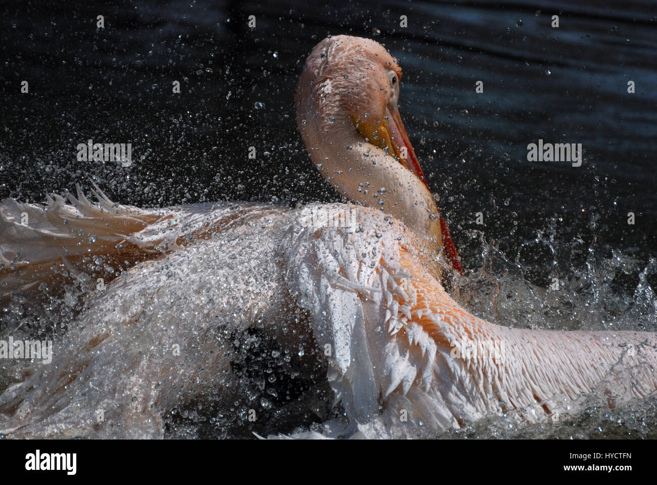 Pellicano di balneazione Foto Stock