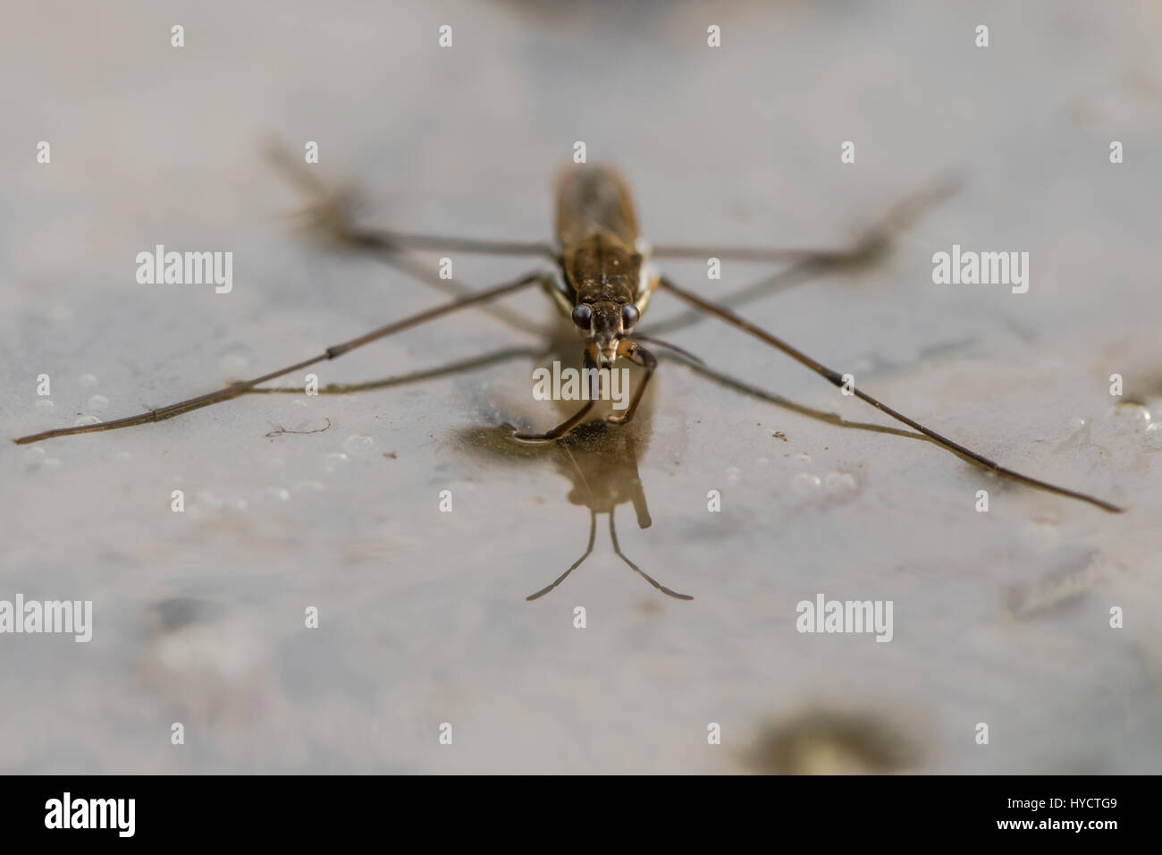 Stagno comune skater (Gerris lacustris) a testa alta. Bug acquatici aka comune strider di acqua sulla superficie di uno stagno, che mostra il dettaglio degli occhi e delle gambe anteriori Foto Stock