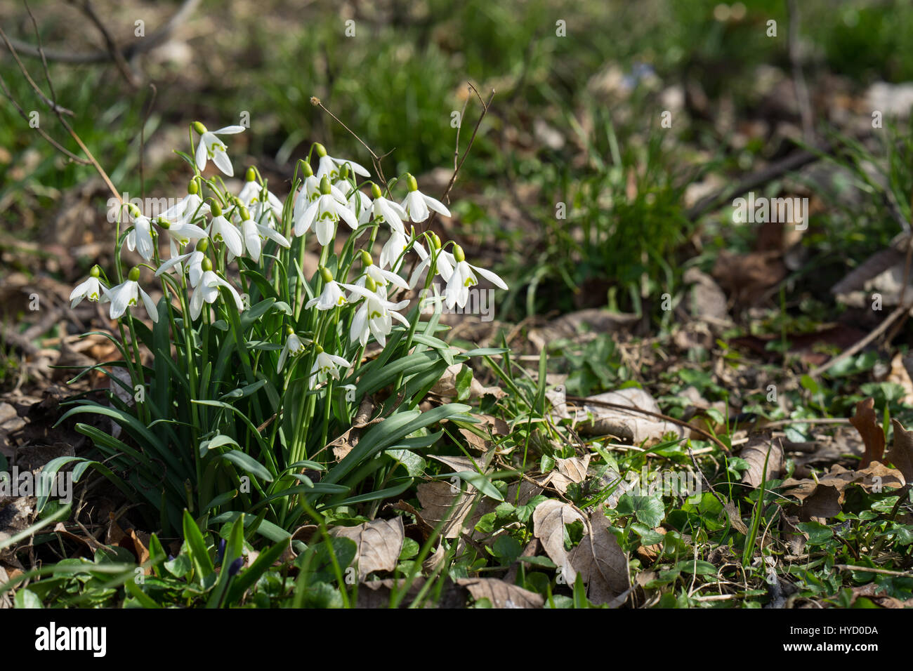Questa primavera primi fiori sbirciando fuori della terra. Snowdrops in un piccolo cluster illuminato nel terriccio scuro Foto Stock