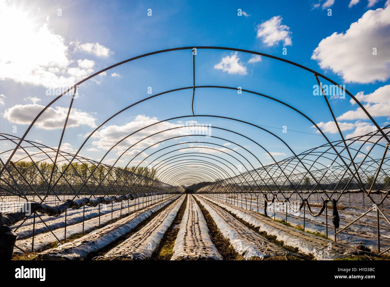 Irrigazione delle colture Foto Stock