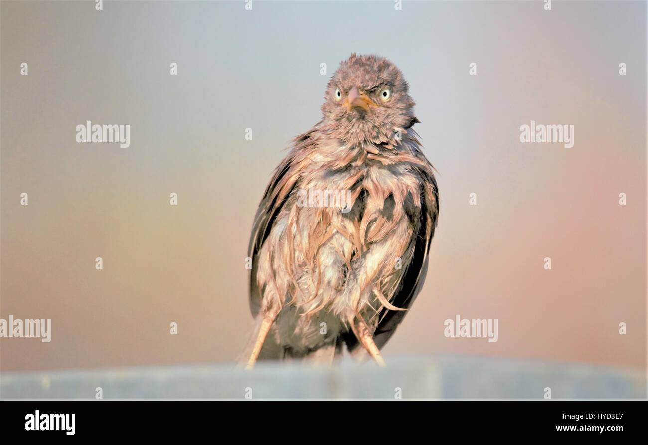 Uccello arrabbiato - Jungle Babbler Foto Stock