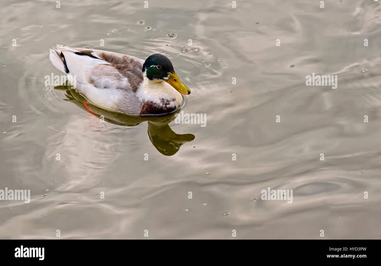 Anatra in acqua Foto Stock