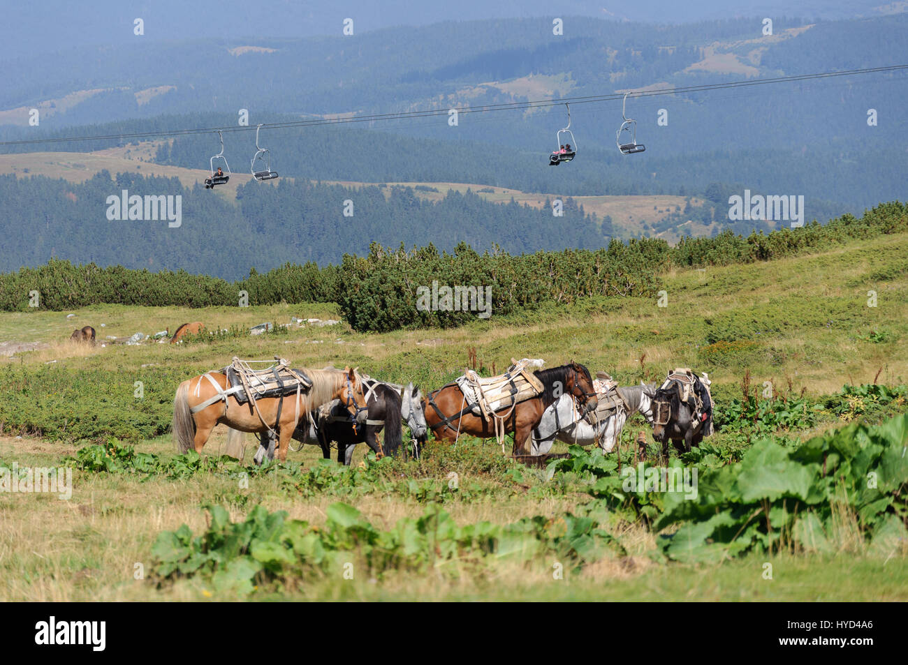 Il trasporto in montagna - cavalli sellati e seggiovia Foto Stock