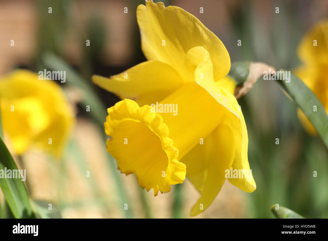 Giallo daffodil nella primavera del Bourne Lincolnshire Foto Stock