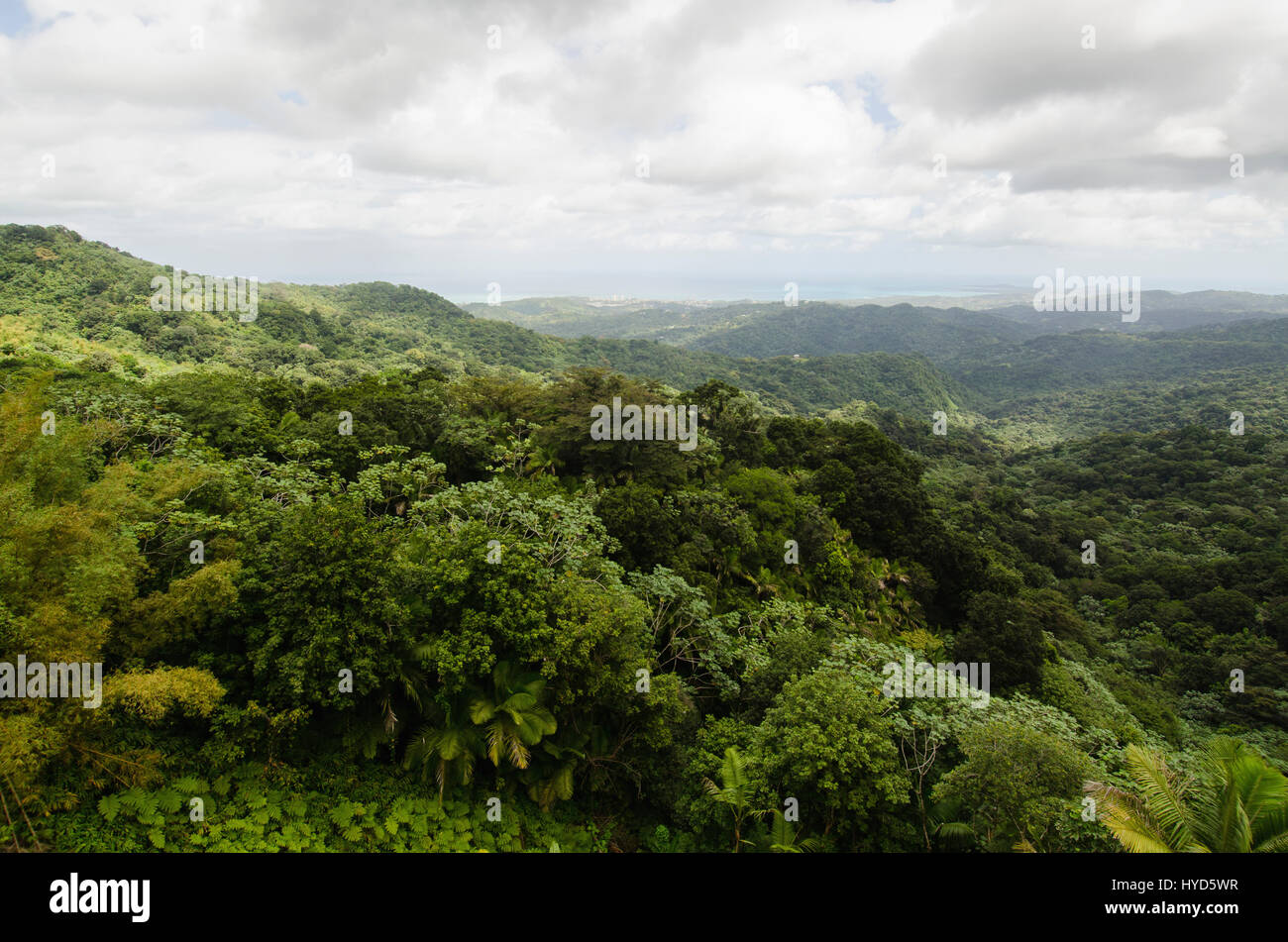 Puerto Rico, El Yunque National Forest, paesaggio verde Foto Stock