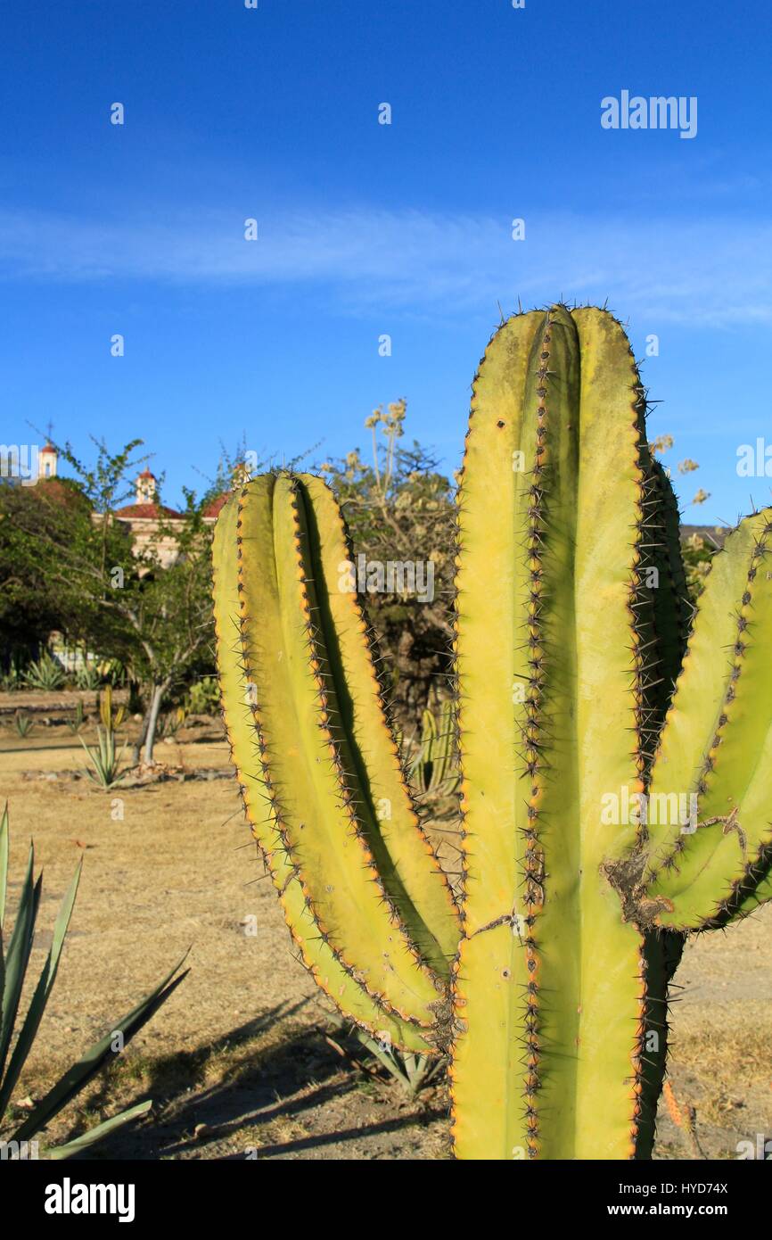 Nel deserto messicano Cactus, Mitla rovine, Oaxaca, Messico Foto Stock