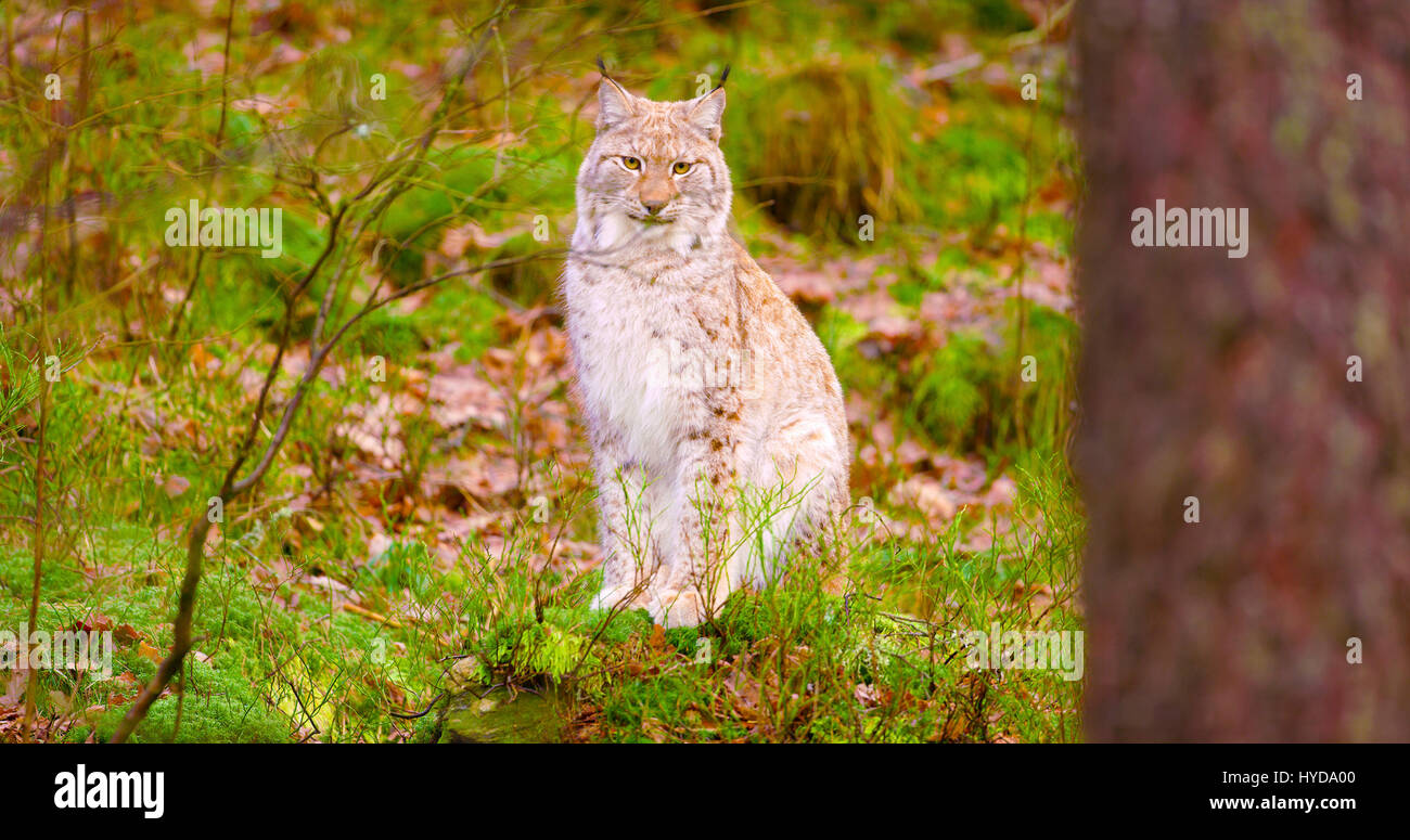 Orgoglioso giovane lince europea siede nella foresta di autunno Foto Stock