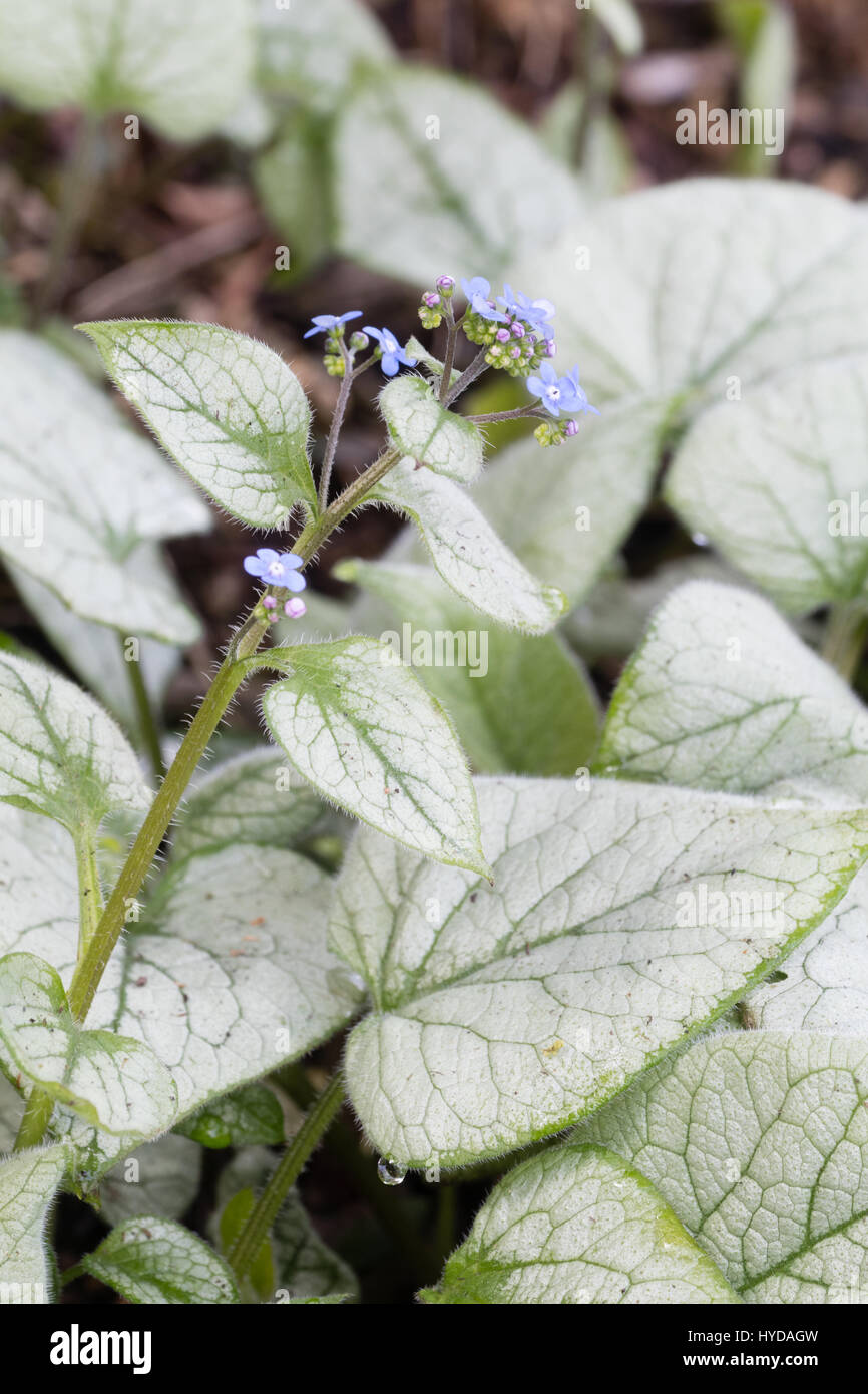 Il fogliame argentato e blu fiori di primavera dell'ardito perenne, Brunnera macrophylla' Jack Frost" Foto Stock