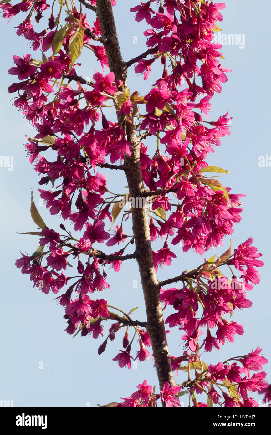 Rosso fiori di primavera della fioritura ornamentali ciliegia, Prunus campanulata "Felix" della Giuria Foto Stock