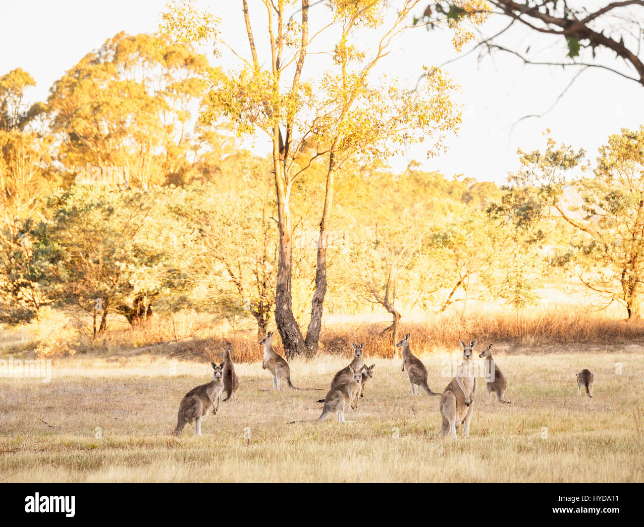 Australia, Canberra, canguri vigili in campo erboso Foto Stock