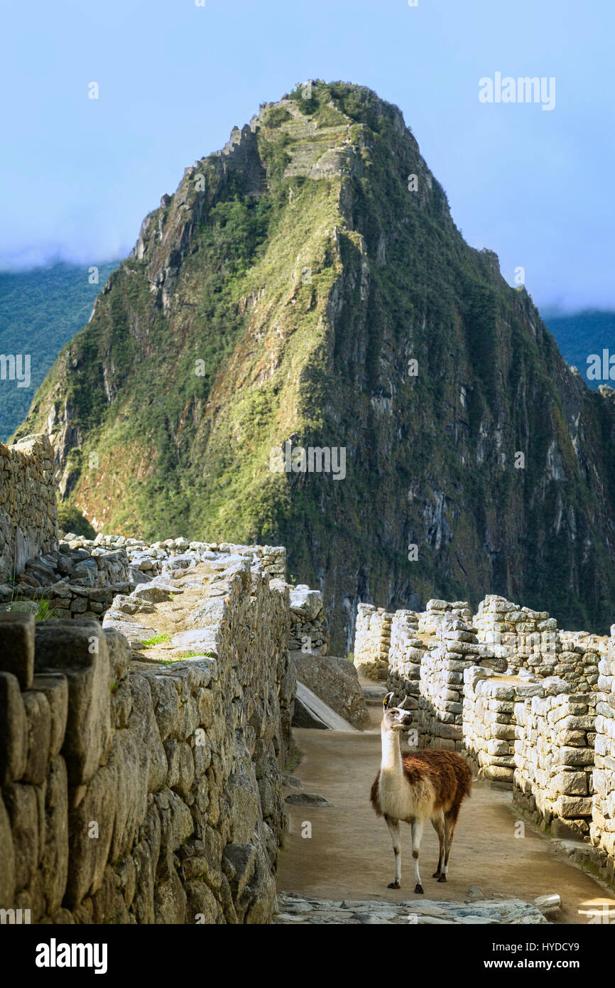 Llama a Machu Picchu con Waynu Picchue in background Foto Stock