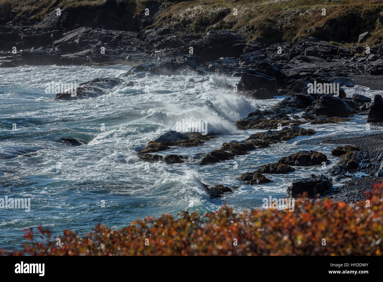 Delle onde dell'Oceano Atlantico ha colpito le rocce al largo di Terranova in Canada con i meravigliosi colori autunnali su foglie di cespugli in primo piano Foto Stock