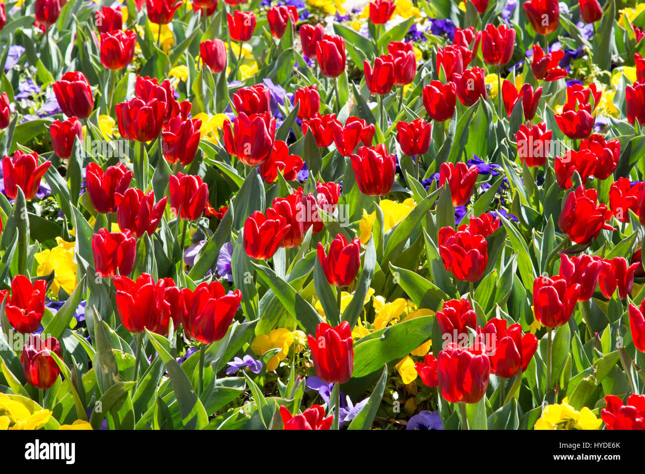 Tulipani rossi dominano un letto floreale in Crystal City, Virginia. Foto Stock