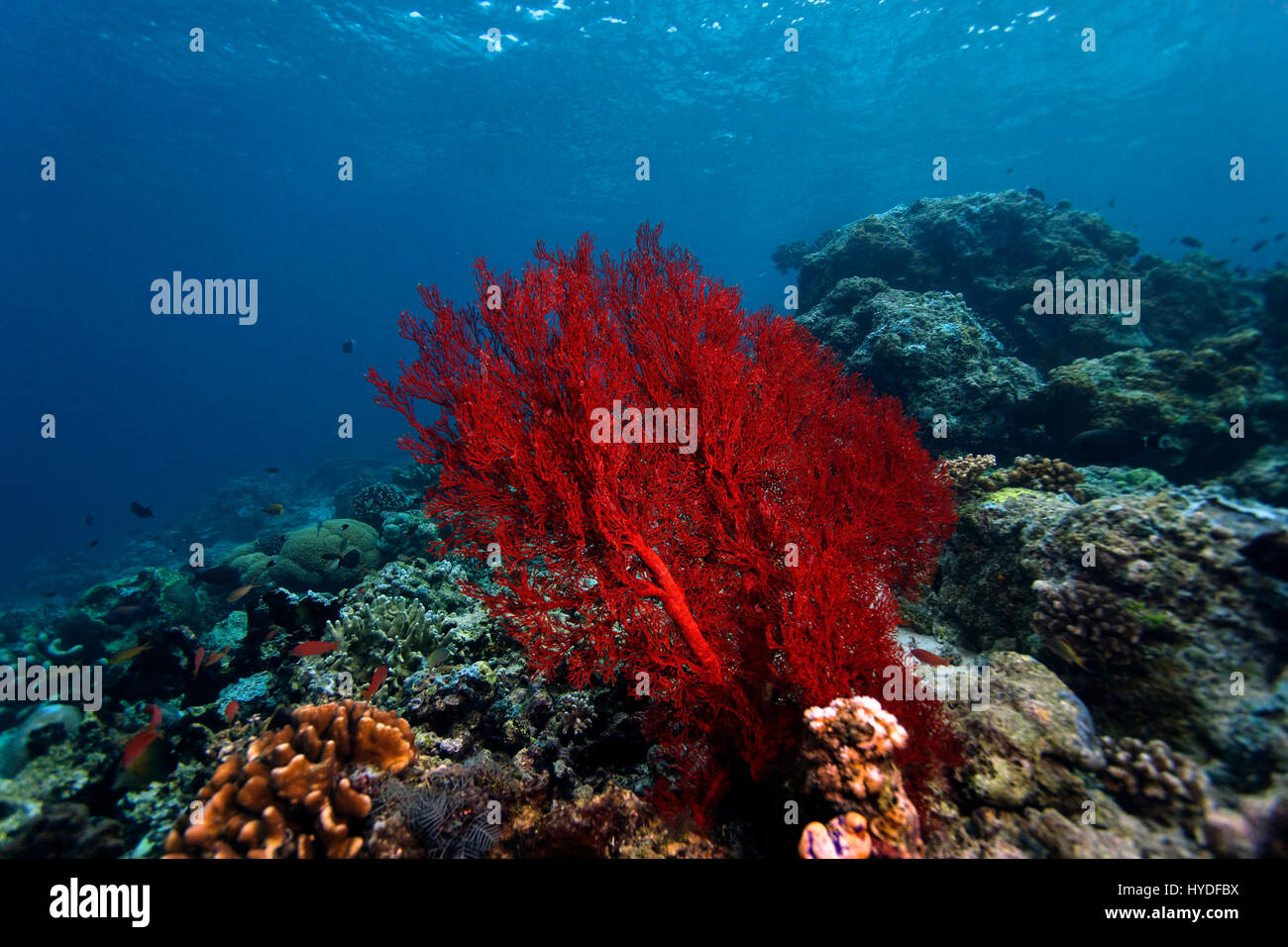 Corallo rosso su Sipadan Coral reef Foto Stock