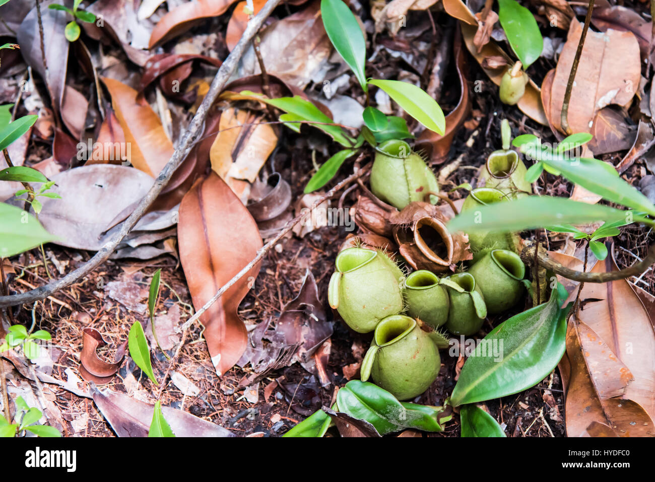 Piante carnivore Foto Stock