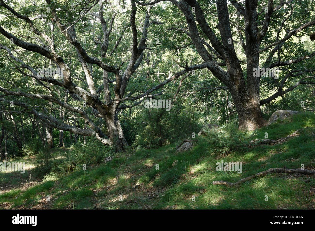 Oaks,foresta di querce, estate, Bargemon, a nord-est di Draguignan, dipartimento del Var, comune francese, Francia Foto Stock